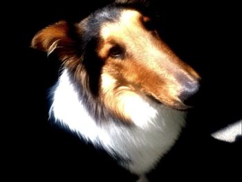 one animal