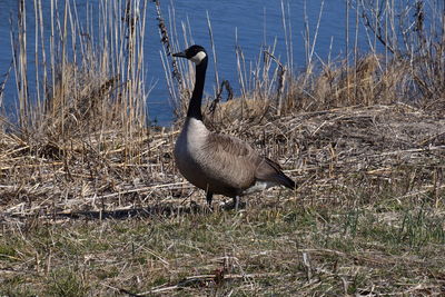 Bird in lake