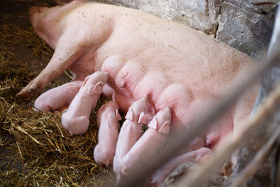 Young pigs feeden by mother