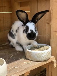 Close-up of a rabbit eating bowl