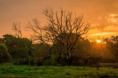 Bare trees on field against sky during sunset