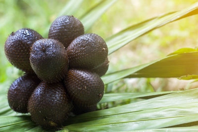 Close-up of fruits growing on plant