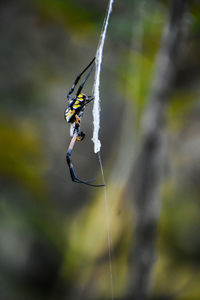 Close-up of spider on web