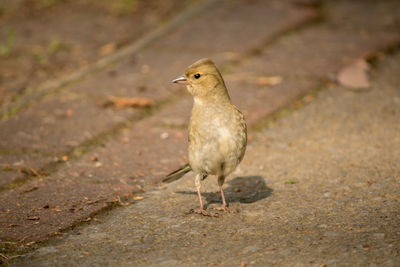 Close-up of bird perching on a field