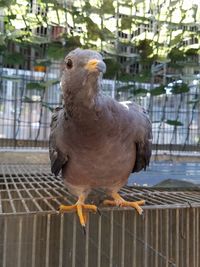 Close-up of parrot perching in cage