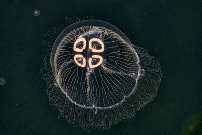 View of jellyfish swimming in sea