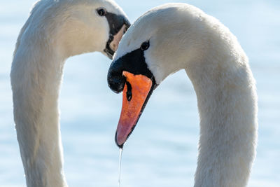 Close-up of swans