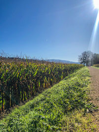 Plants growing on field against sky
