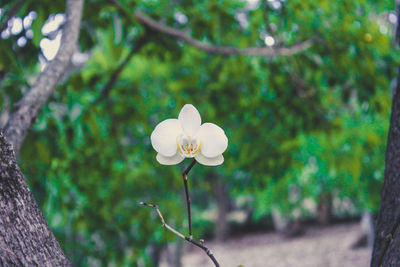 Close-up of white flowers blooming outdoors