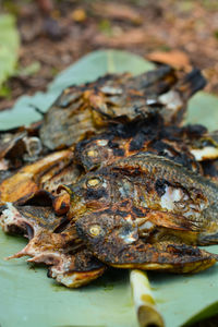 Close-up of crab in plate