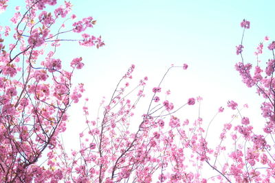 Low angle view of pink cherry blossoms in spring