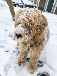 Dog standing on snow covered landscape