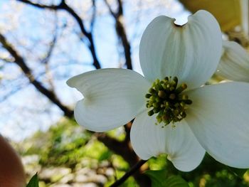 Low angle view of flower blooming on tree