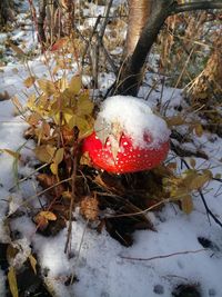 High angle view of frozen mushroom growing on field