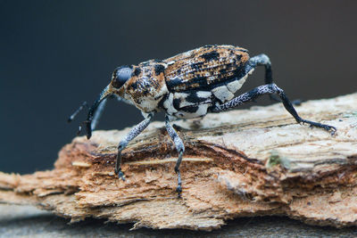Close-up of insect on rock