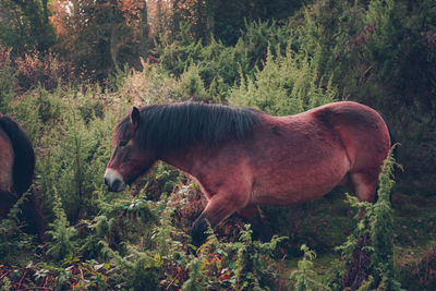 Side view of a horse on field