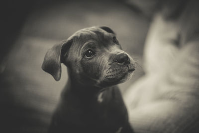High angle view of staffordshire bull terrier puppy at home