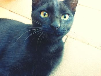 Close-up portrait of cat