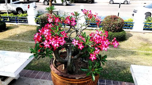 High angle view of potted plants