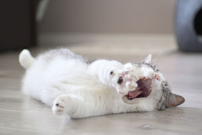 Portrait of cat lying down on floor