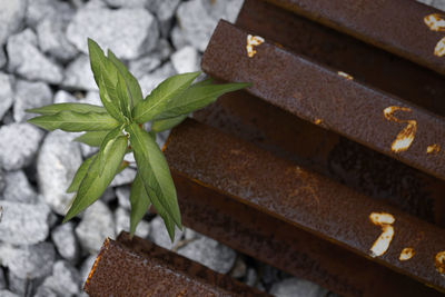 High angle view of small potted plant