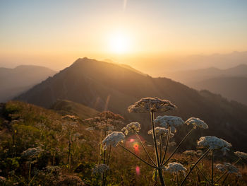 Scenic view of field against sky during sunset