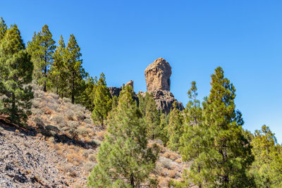 Low angle view of trees against clear blue sky