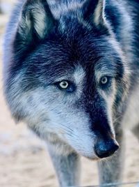 Close-up portrait of dog during winter