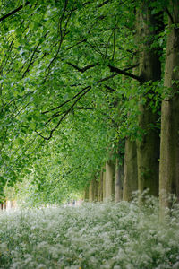 Trees in forest