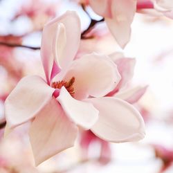 Close-up of magnolia on pink flower