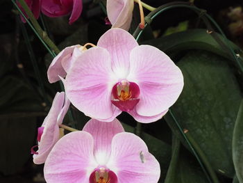 Close-up of pink flowering plant