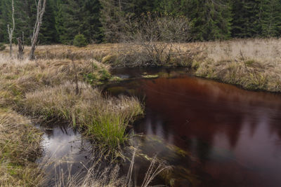 Scenic view of lake in forest