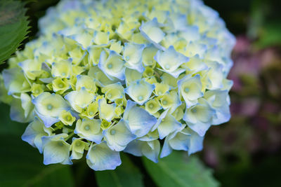 Close-up of purple hydrangea flowers