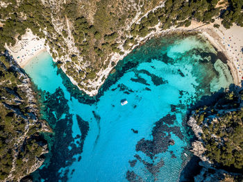 High angle view of coral in sea