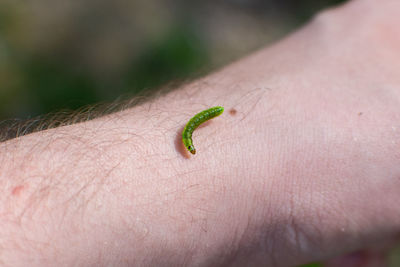 Close-up of insect on hand