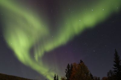 Low angle view of trees against sky at night