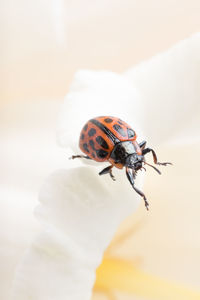 Close-up of insect on tulip