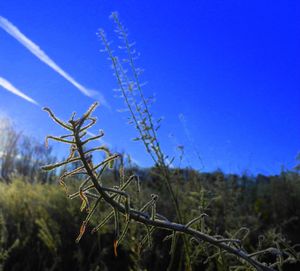 Close-up of plants on field against blue sky