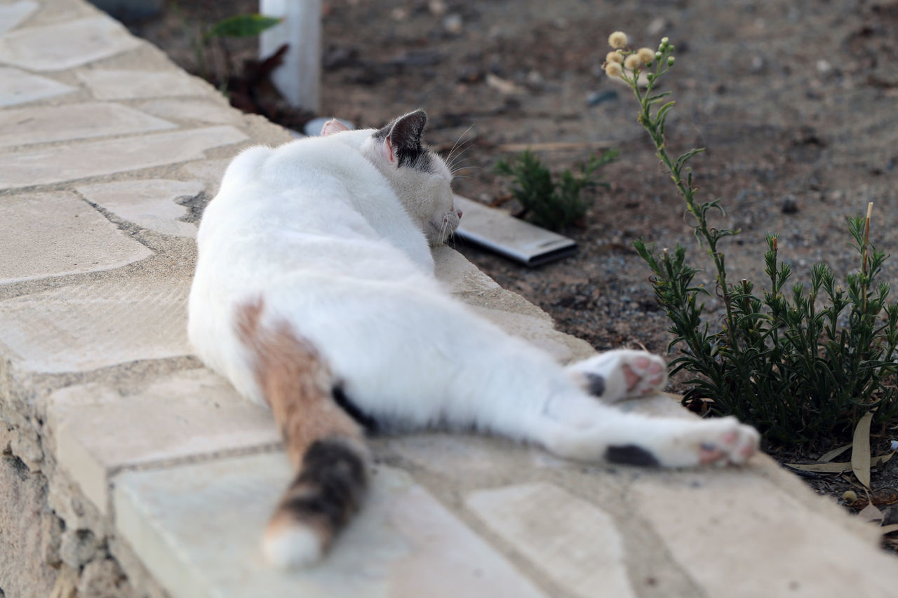 HIGH ANGLE VIEW OF A CAT LYING