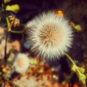 Close-up of dandelion