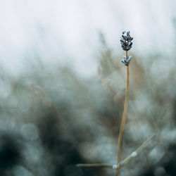 Close-up of small plant with water drops