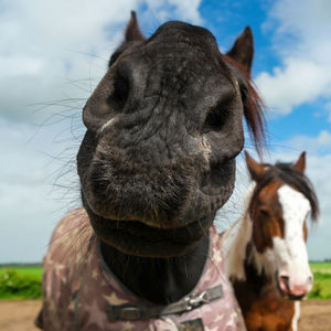 Close-up of a horse on field