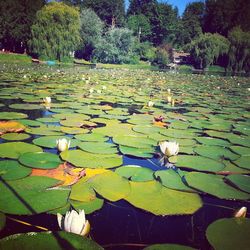 Leaves floating on pond