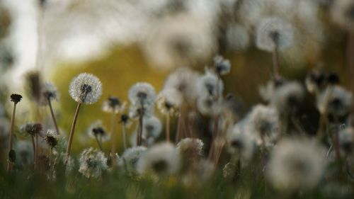 Close-up of flowering plants on field