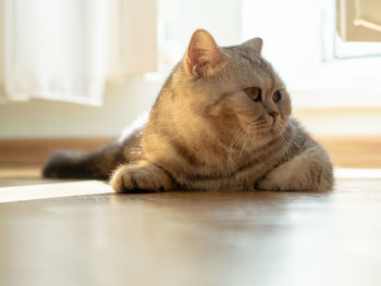 Cat lying on floor at home