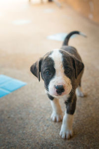 High angle portrait of puppy standing outdoors