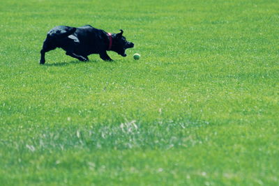 Black dog playing with ball on grassy field