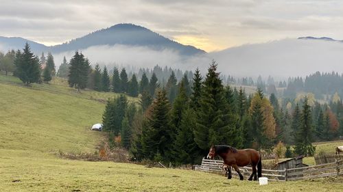 Horses grazing in a field