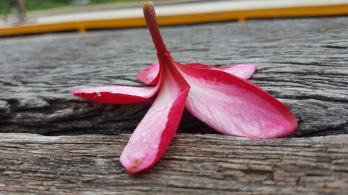 Close-up of pink flower on wood