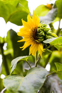 Close-up of sunflower on plant